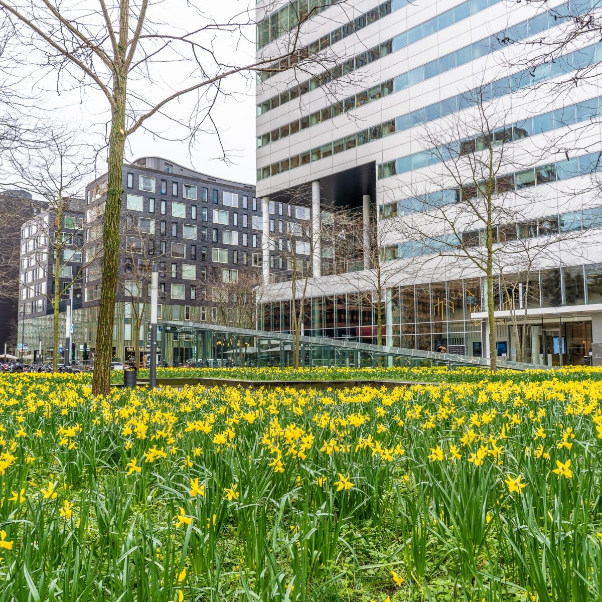 A garden with many yellow field flowers near tall skyscrapers